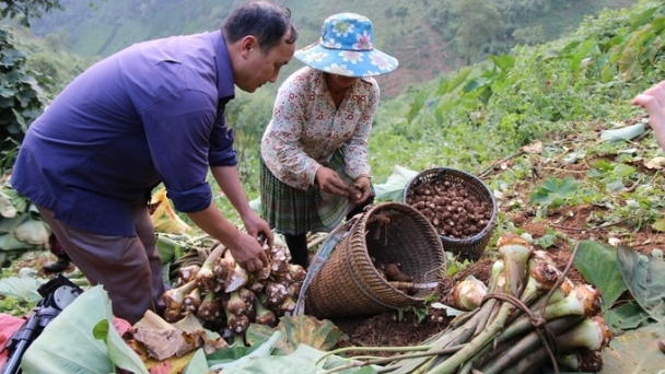 Upland taro brings high income